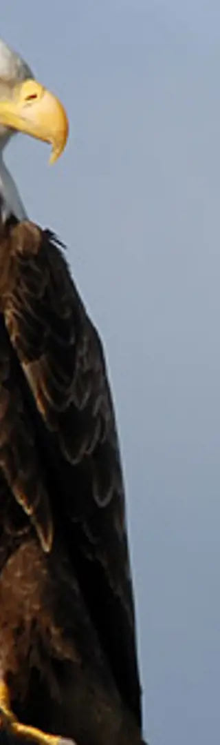 Weisskopfseeadler